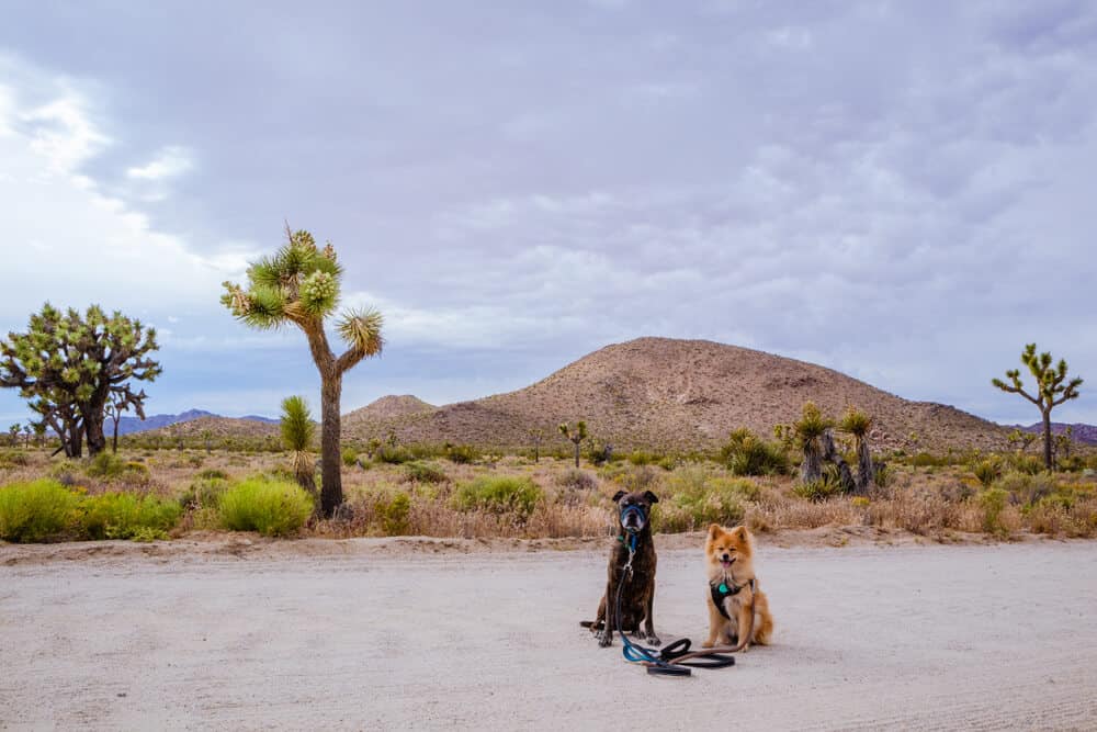 Two dogs: one big, one small, in the recognizable landscape of Joshua Tree, with the trademark trees in the background, on a cloudy day.