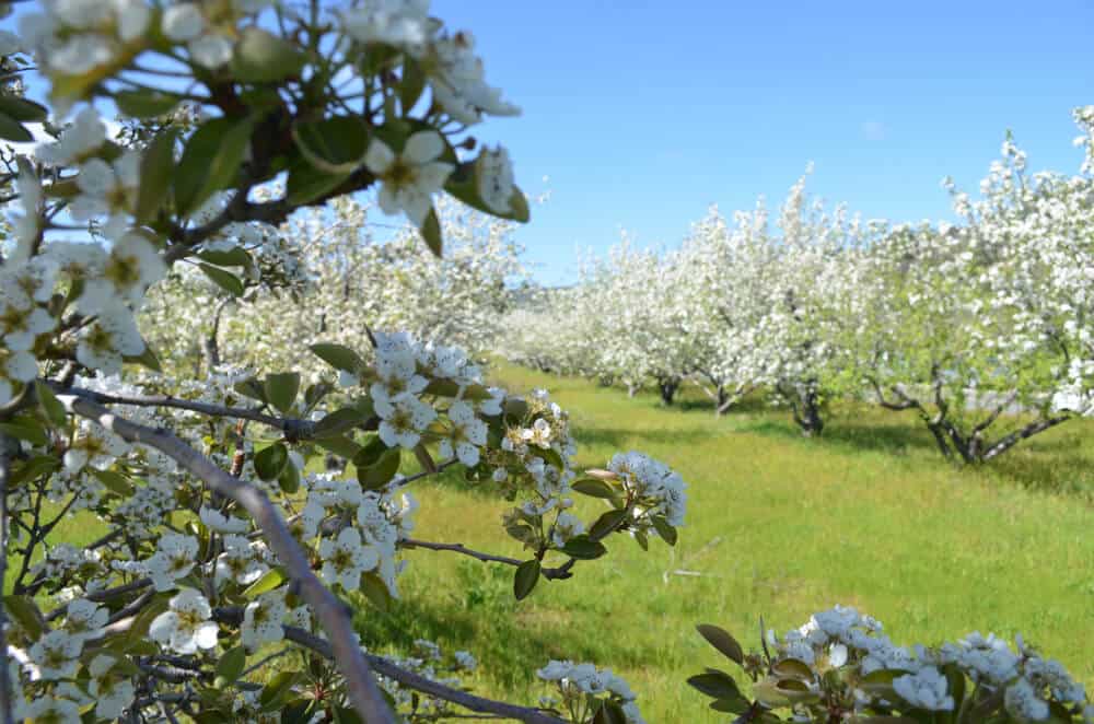 White blossoms on an apple tree near Julian California in spring