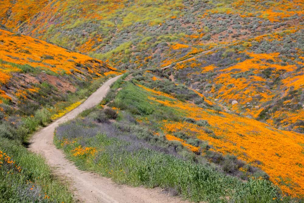 Orange poppy flowers blanketing the hillside with a trail running through it near Lake Elsinore California