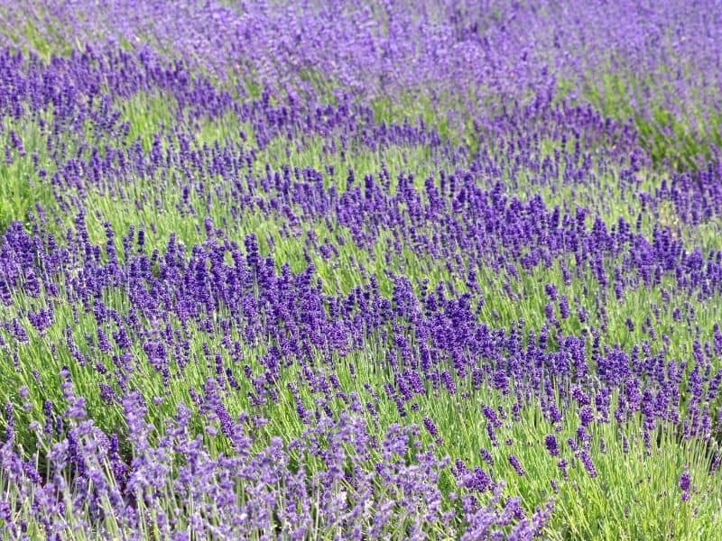 11 Lovely Lavender Farms, Fields, & Festivals in California ...