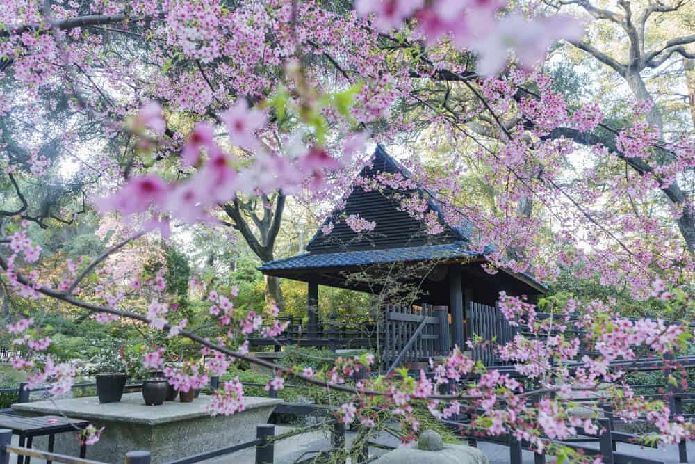 Pink cherry blossoms in front of a traditional Japanese wooden building in a park in los Angeles in Spring