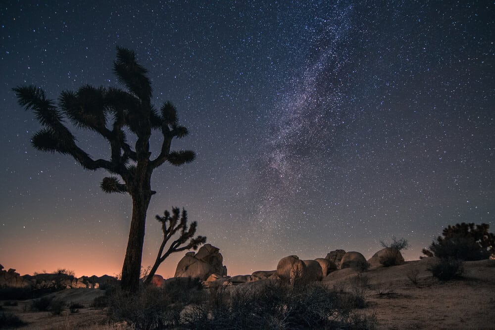 Many stars, forming a small bright purplish stripe, coming together in the night sky to form the milky way, with landscape of Joshua trees silhouetted in the foreground.