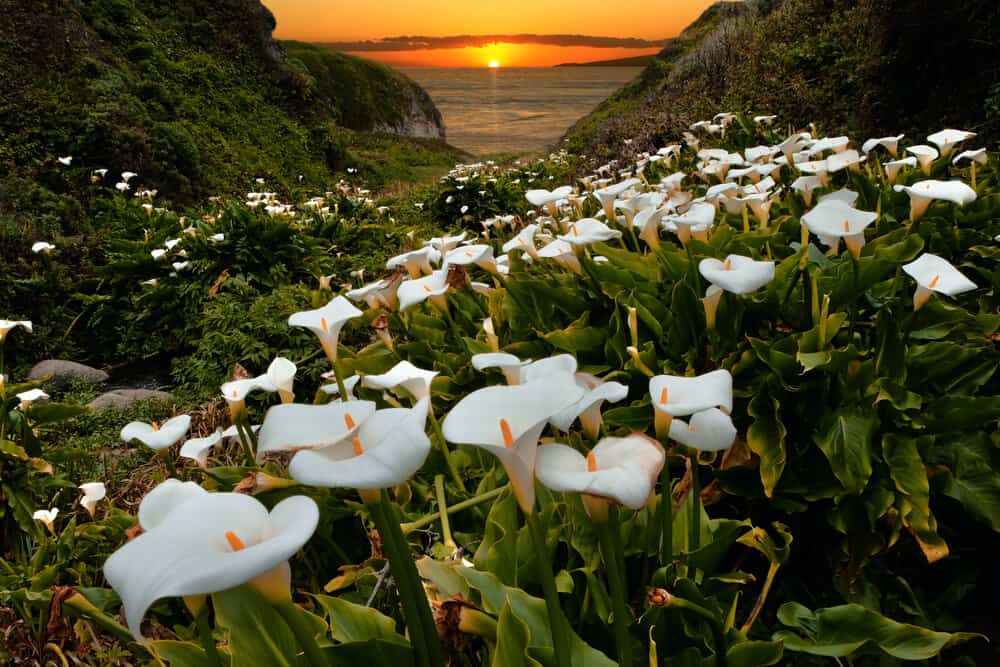 White calla lilies in a valley next to the ocean at sunset with an orange sky.