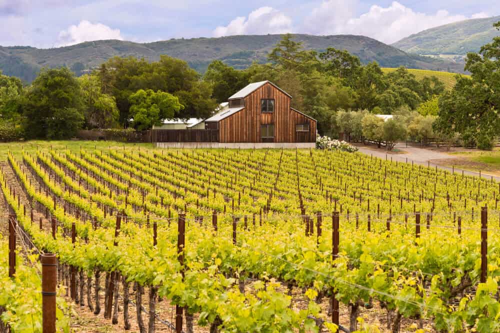 Green vineyards in front of rolling hills and a wooden barn in California in spring.