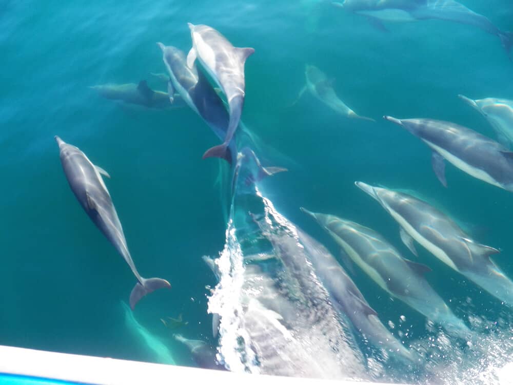 A pod of a dozen or so playful dolphins swimming near the surface of the clear turquoise ocean water, next to a boat.