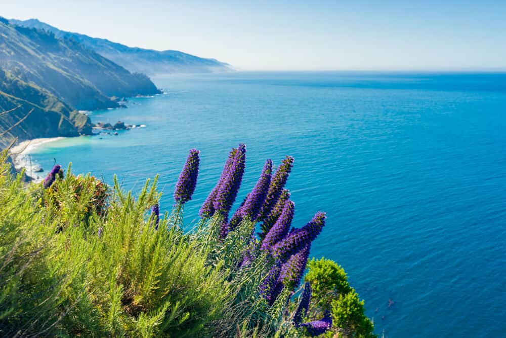 A bunch of lupine flowers, purple clusters of flowers, along the coast of Big Sur with brilliant turquoise water of the Pacific.