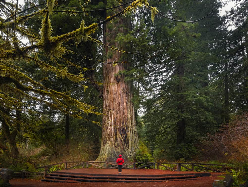 A very small woman in a red jacket and black pants standing at the base of an enormous redwood tree in Redwood National Park