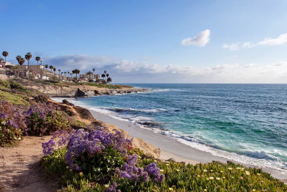 The blue ocean next to wildflowers in purple and white in San Diego