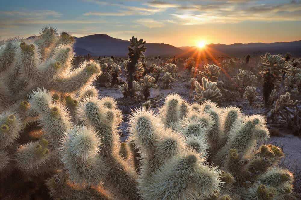 The white fuzzy spikes of the cholla cactus illuminated by the rising sun, creating a sunburst as it rises over the mountain horizon in Joshua Tree.