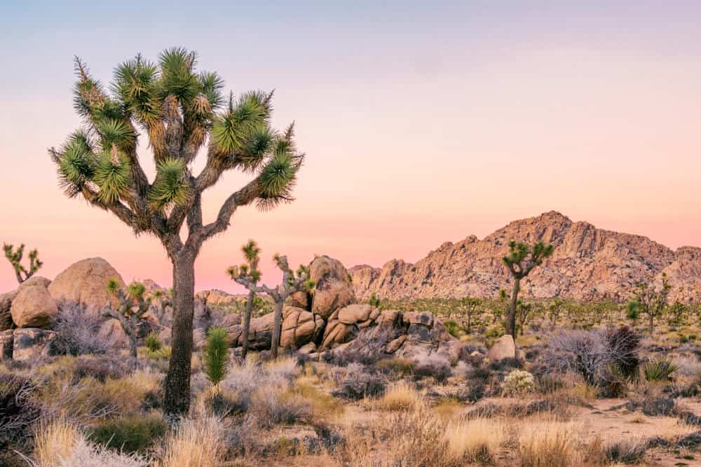 Sunrise colors in the Mojave desert: a Joshua Tree, a brown tree with green spikes at the end of its branches, surrounded by dry desert landscape and mountains.