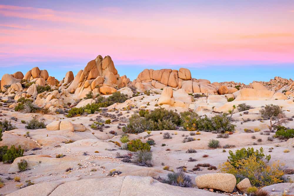 Sunrise colors illuminating the desert landscapes in Joshua Tree national park, with a pink and blue sky.