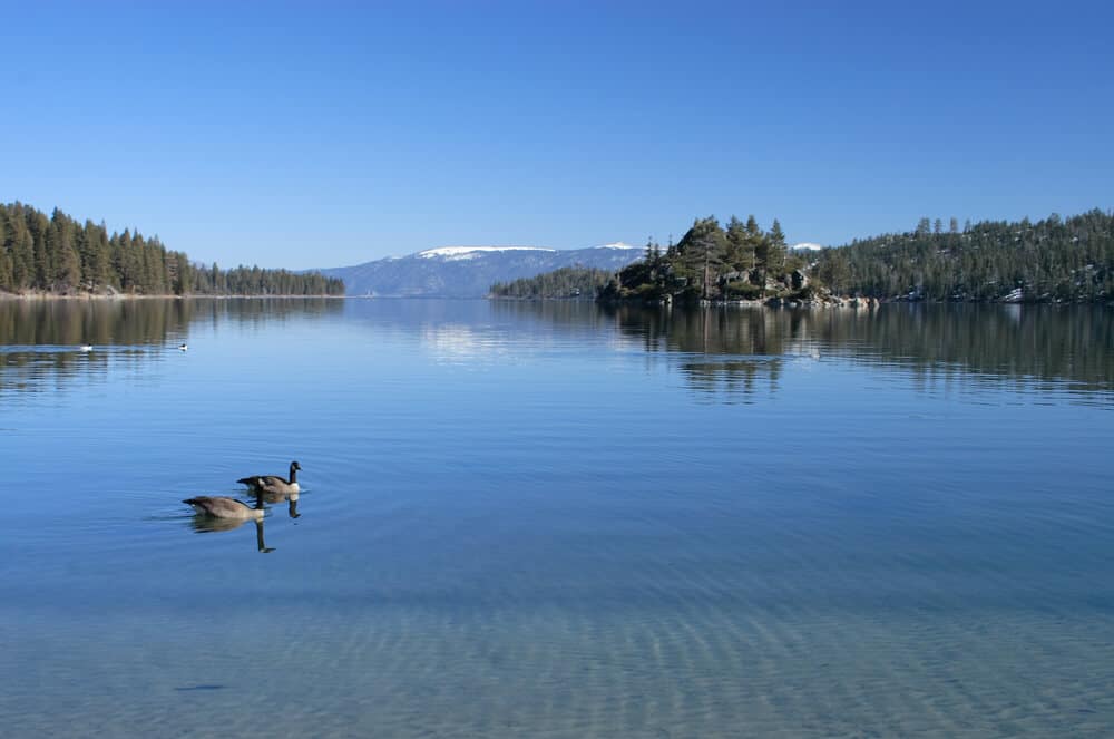 Two geese swimming in still lake water at Emerald Bay, a small island in the distance covered in trees, and pine-covered shores on the sides of the lake.