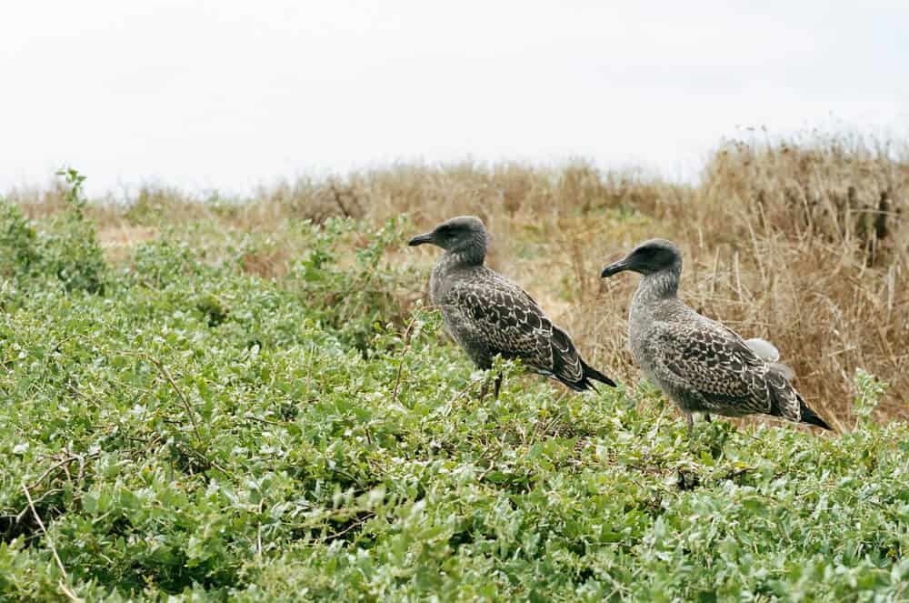 Two brown young Western Gulls growing up on Anacapa island, next to green plants and yellow grass.