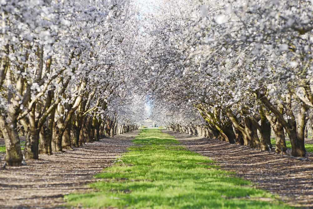 White flowers on almond trees near Sacramento California in spring.