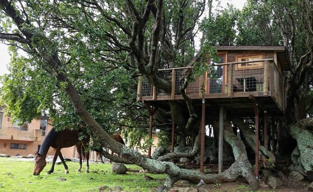 A horse grazing in front of a treehouse surrounded by branches and grass.