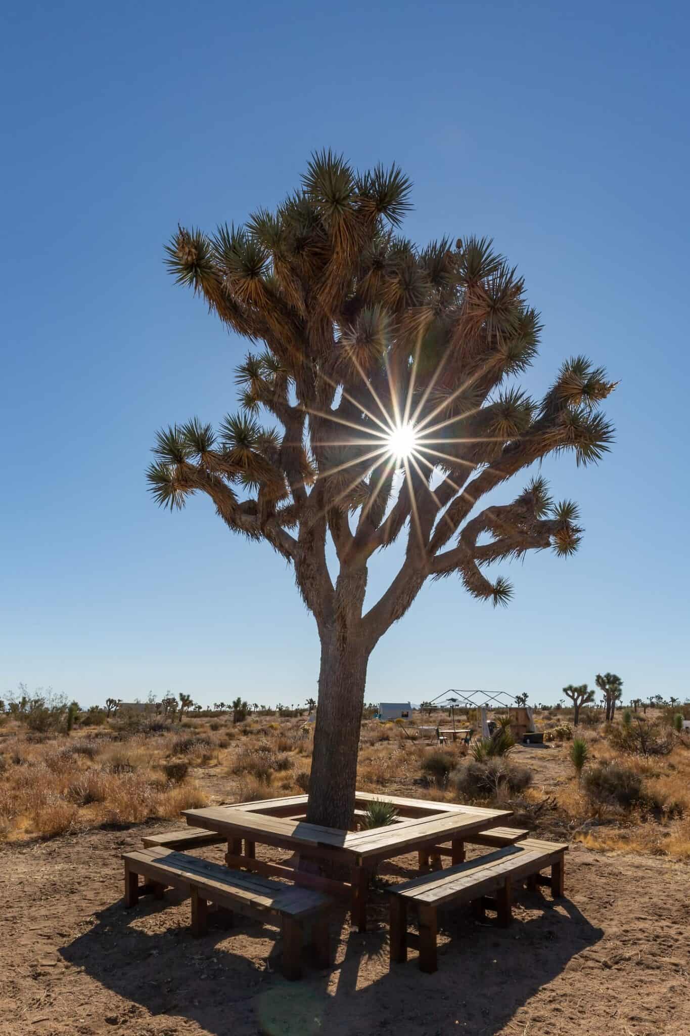 Joshua Tree Glamping 11 Yurts, Airstreams, Stargazing Domes, & Luxury