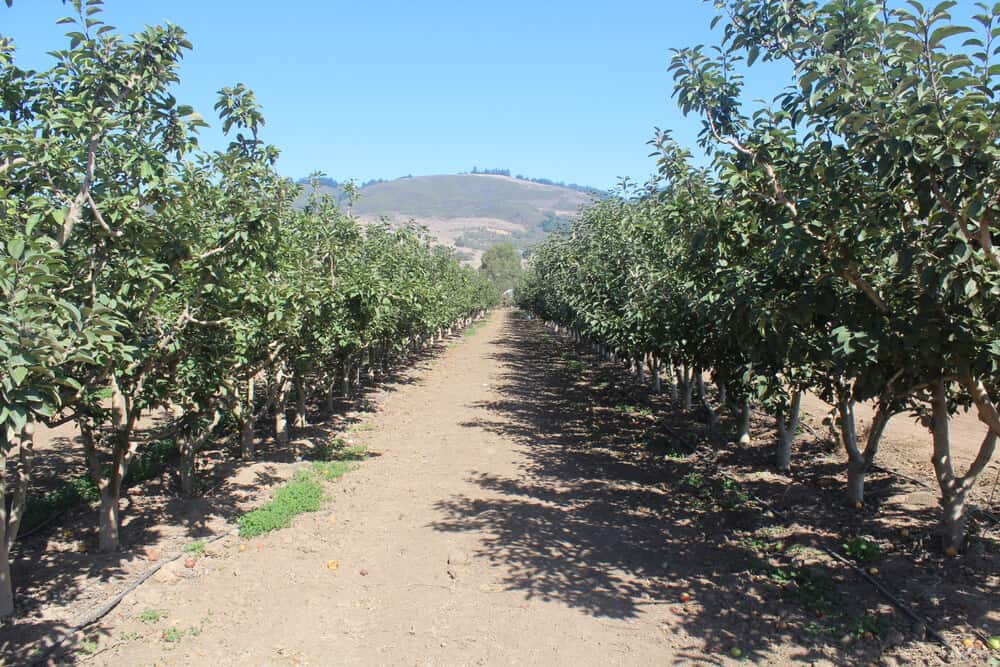 Dusty ground between rows of apple trees at a Southern California apple orchard.