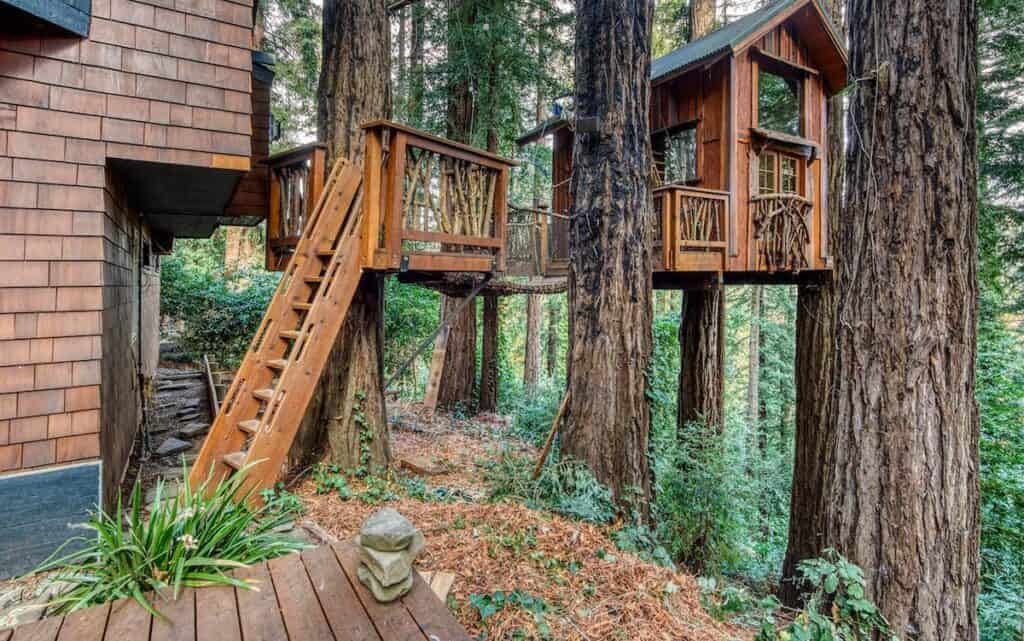 Treehouse built amidst coastal redwoods in a redwood forest north of San Francisco