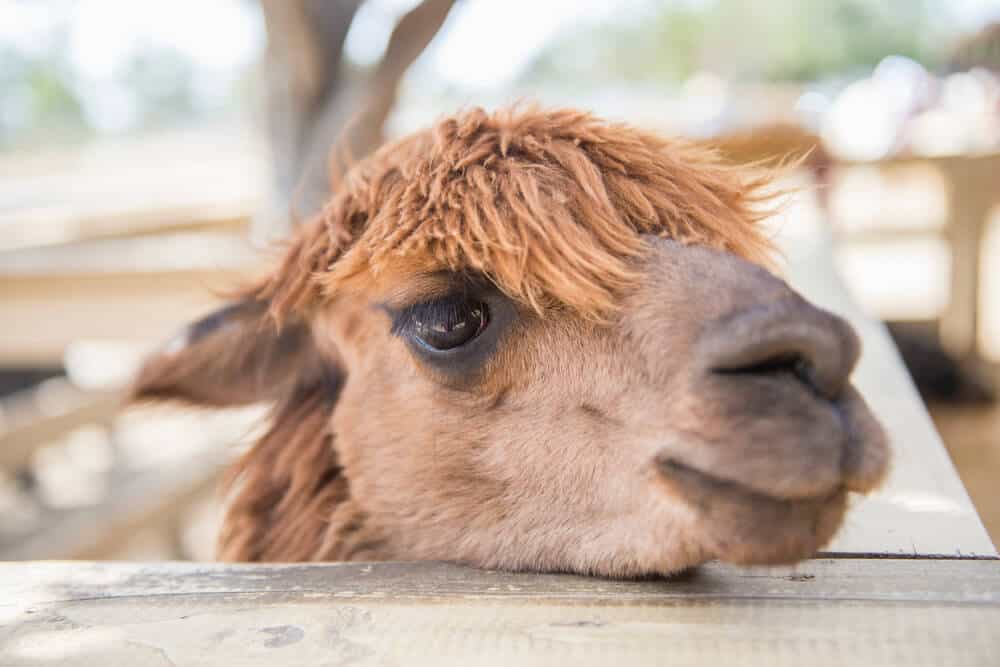 The face of a cute baby camel with a wild mess of hair on top, standing behind a small wooden fence.