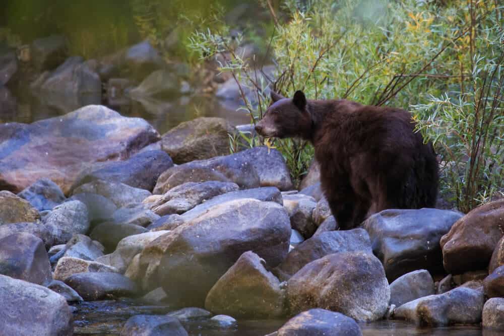 A bear standing on rocks near a river in Yosemite.