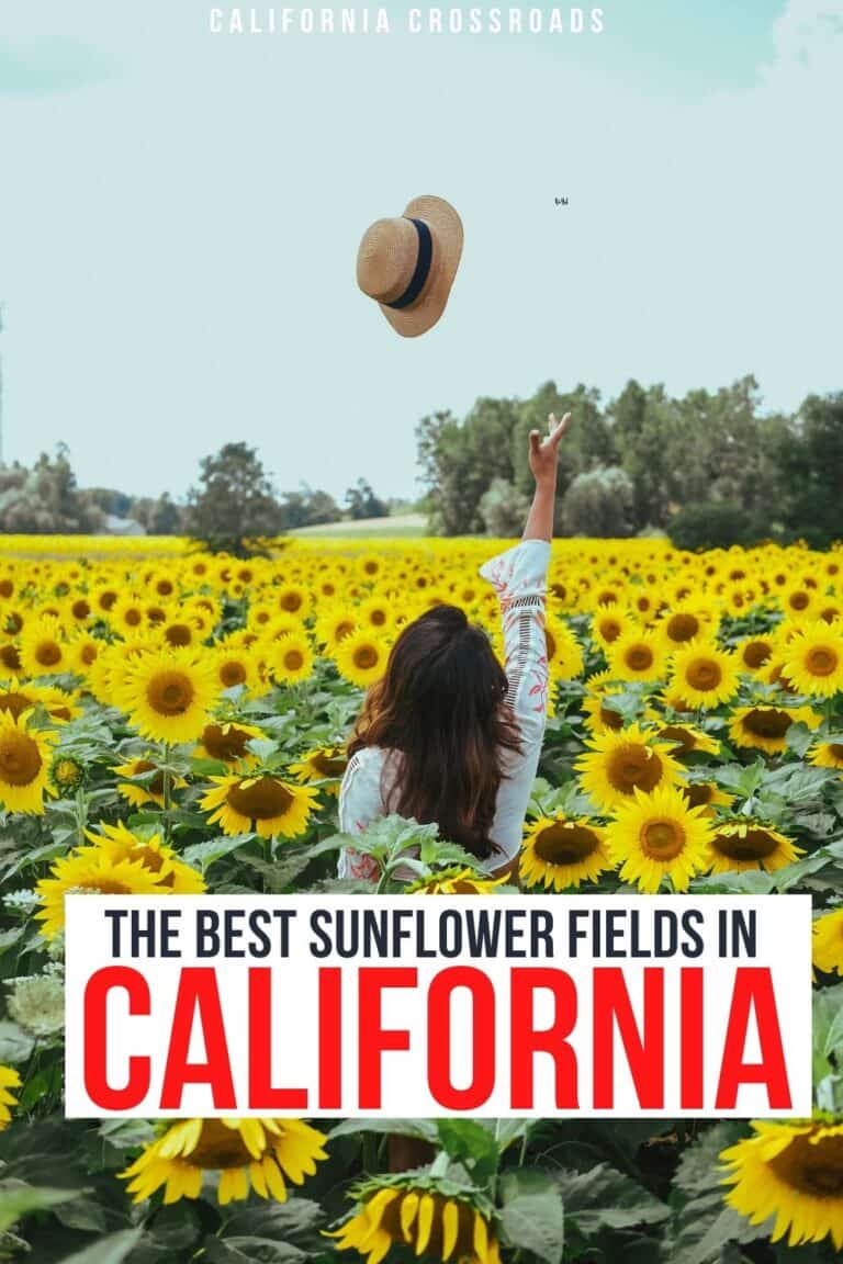12 Magical Sunflower Fields in California (North + South) California