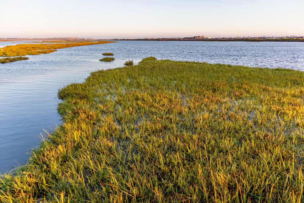 Sunset on the Bolsa Chica Wetlands, showing green grass and marshland with blue water rippling in the ocean breeze.