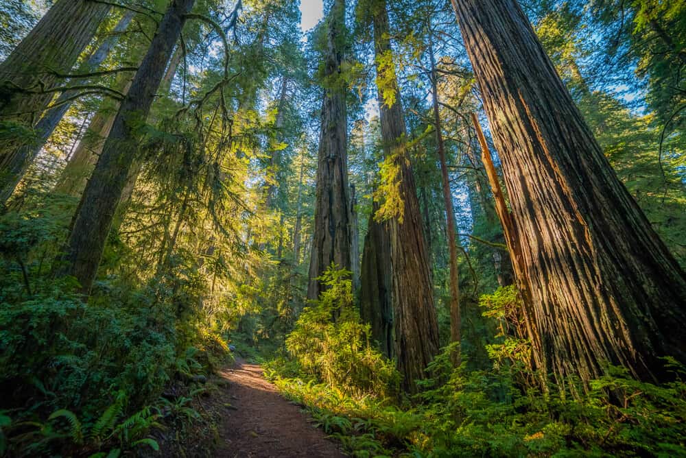 Boy Scout Tree Trail in Redwood State Park, with towering tall redwoods on a misty morning hike