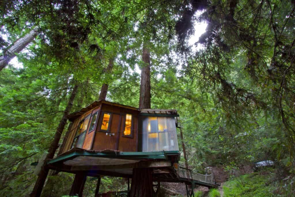 Low-angle photo of the treehouse in Santa Cruz amidst the redwood trees and green forest.