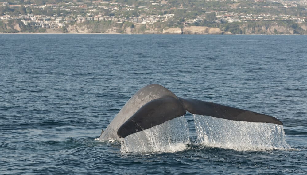 Whale diving with their tail visible at Dana Point, a popular thing to do in Laguna Beach