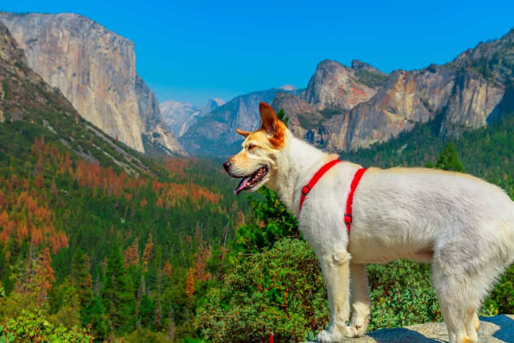 White mixed breed dog wearing a red harness looking at the valley view of Yosemite in the fall with some trees turning orange.