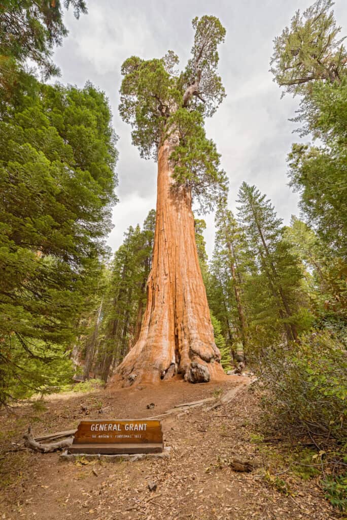 General Grant tree in Kings Canyon National Park, a giant sequoia tree that is one of the world's largest, stretches tall into the sky surrounded by other smaller sequoias, with a plaque at its trunk that reads "General Grant".