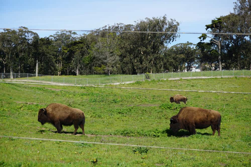 Three bison standing in a green field in Golden Gate Park, a beautiful easy hike in San Francisco.