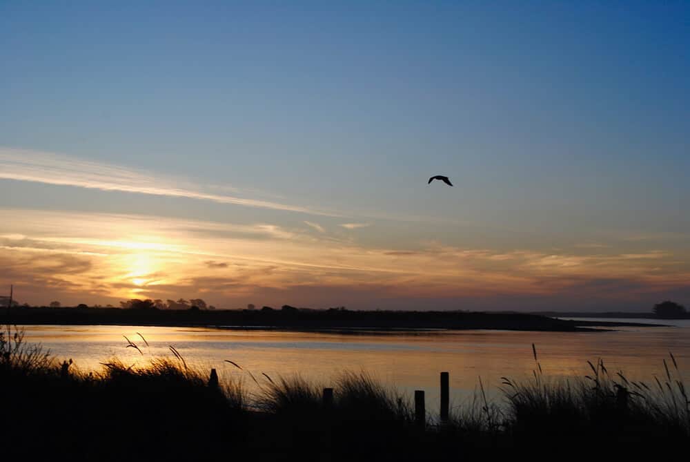 Hikshari' trail at sunset, with one bird flying towards the horizon, with marsh grasses on the side of the water