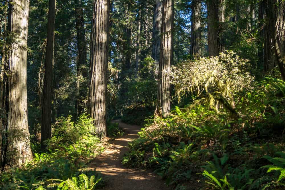 the tall redwood trees of lady bird johnson grove