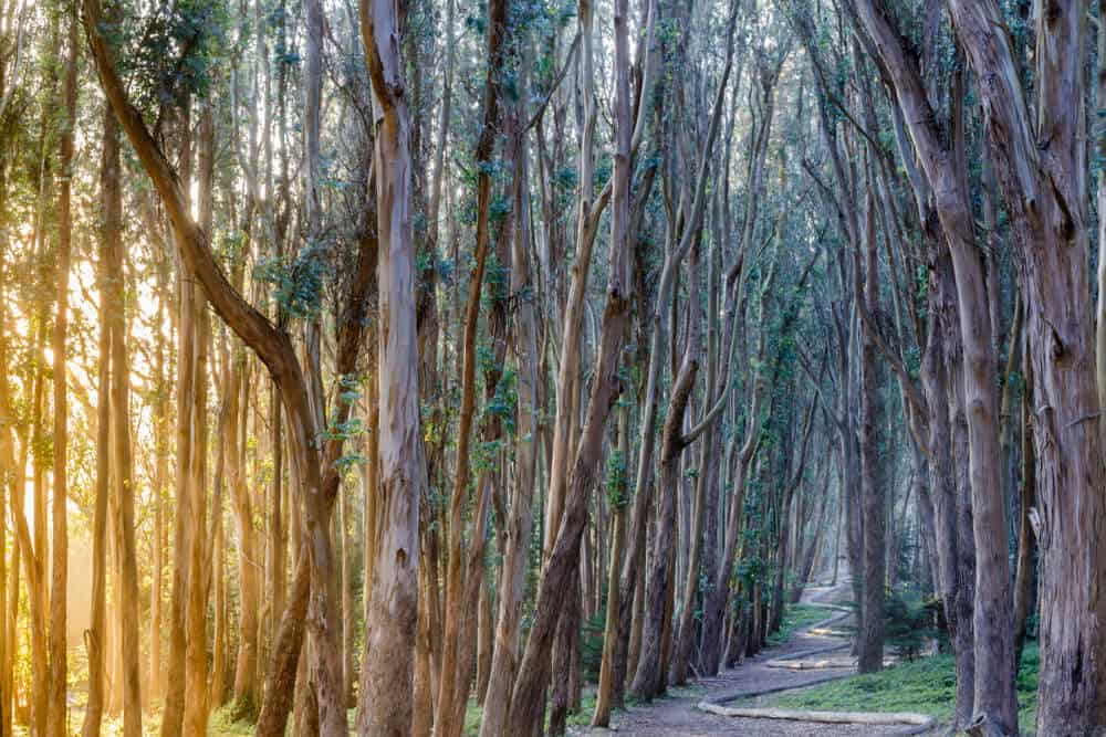 Light coming in through the eucalyptus trees in the Presidio a popular place for hiking in San Francisco