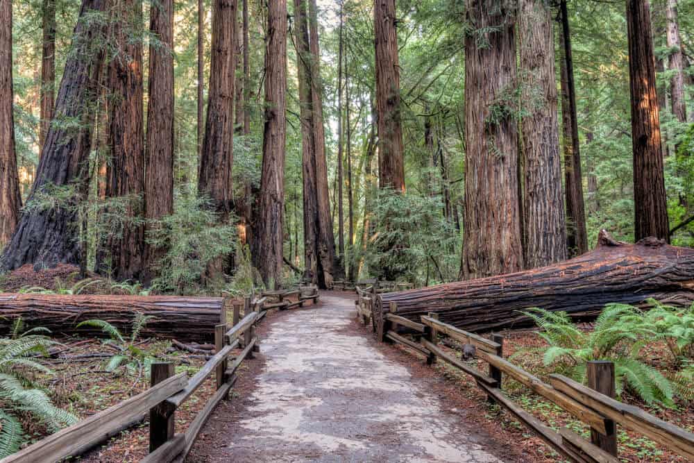 Hiking path though the redwood forest in Muir Woods National Monument, the path surrounded by fence posts and going through a split redwood tree on either side.