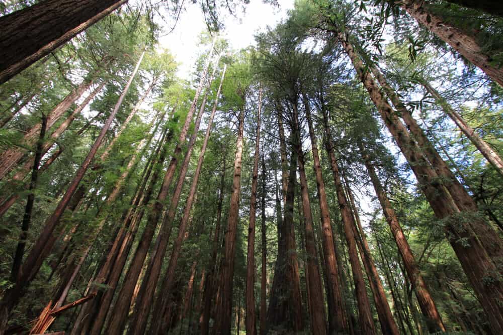 tall redwood trees stretching to the sky