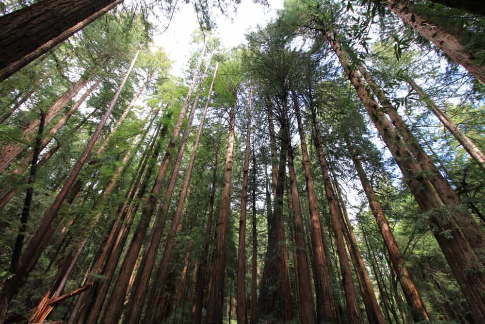 View looking upwards at the redwoods towering overhead on a popular Muir Woods hiking trail