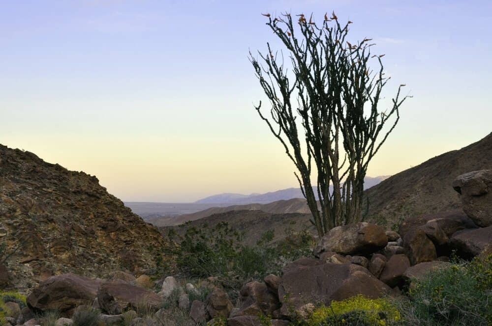 A desert tree on a landscape in Anza Borrego near sunset