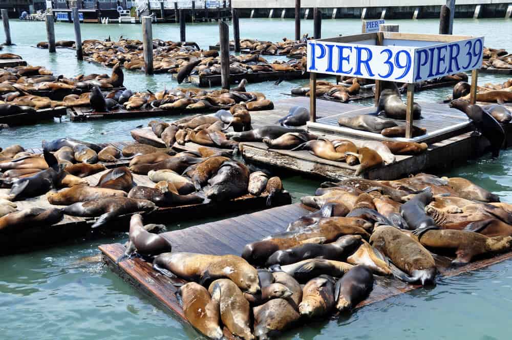 Dozens of sea lions laying in the sun on floating platforms next to the sign Pier 39