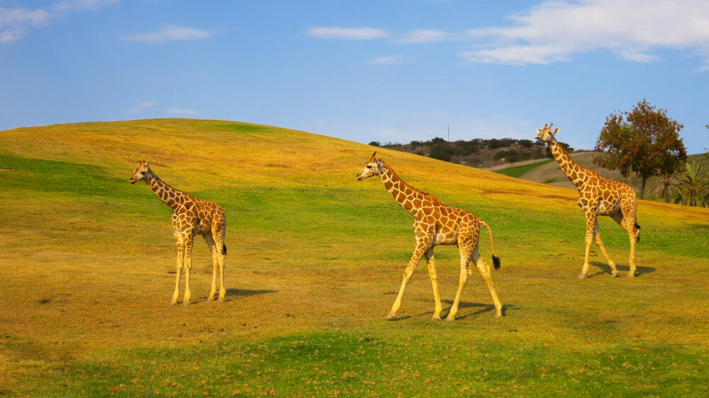 Three giraffes in the San Diego Zoo Safari Park, walking on the green and brown hill, with lots of space to roam and graze outdoors in Southern California.