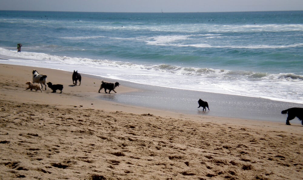 Dogs playing in the sand and surf at Huntington Dog Beach, a must visit thing to do in Huntingon Beach.