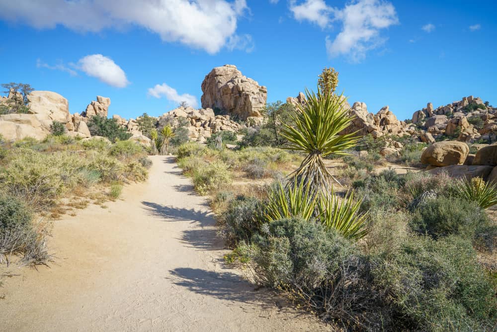 the hidden valley trail in Joshua tree national park with lots of desert plant life surrounding it