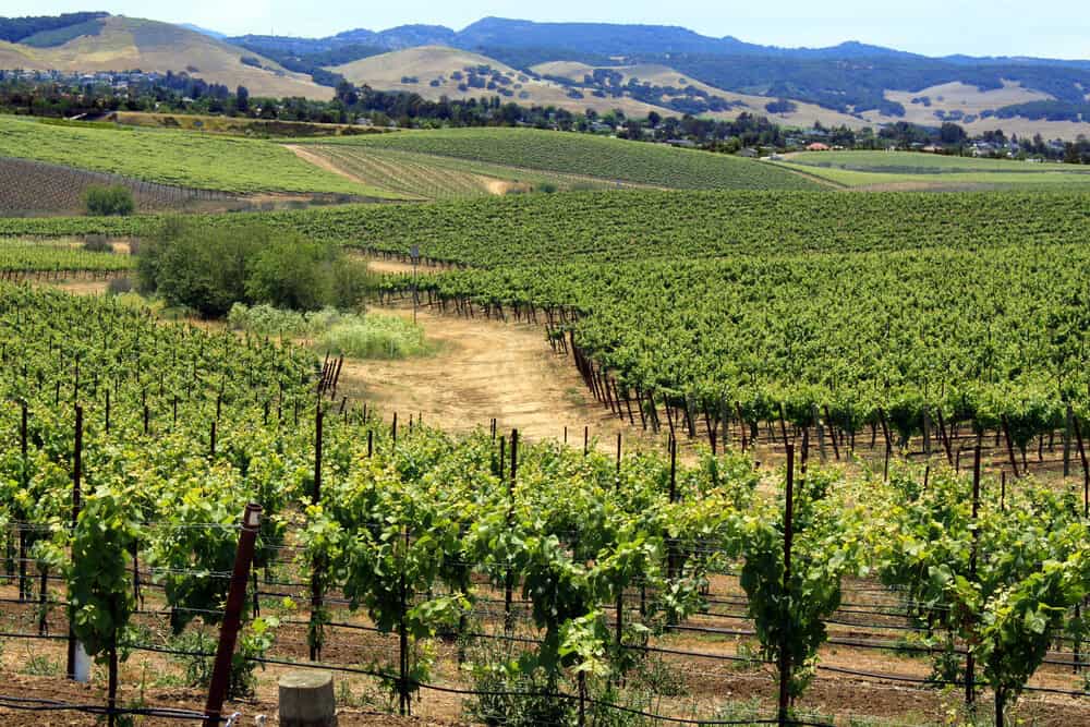 Green vineyards in the middle of summer, surrounded by hills and California landscape