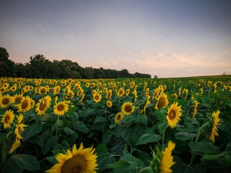 Sunflower field in California at sunrise, as they face towards the sun