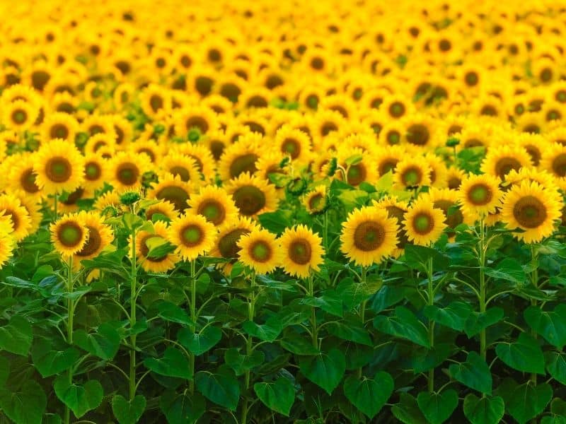 Sunflowers clustered together, green stalks at bottom, bokeh blurring the yellow sunflower flowers towards the back