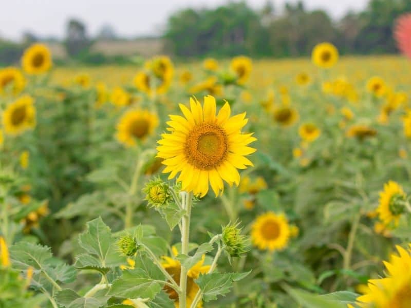 Close up focus on one single yellow sunflower with other yellow sunflowers in blurry focus behind it