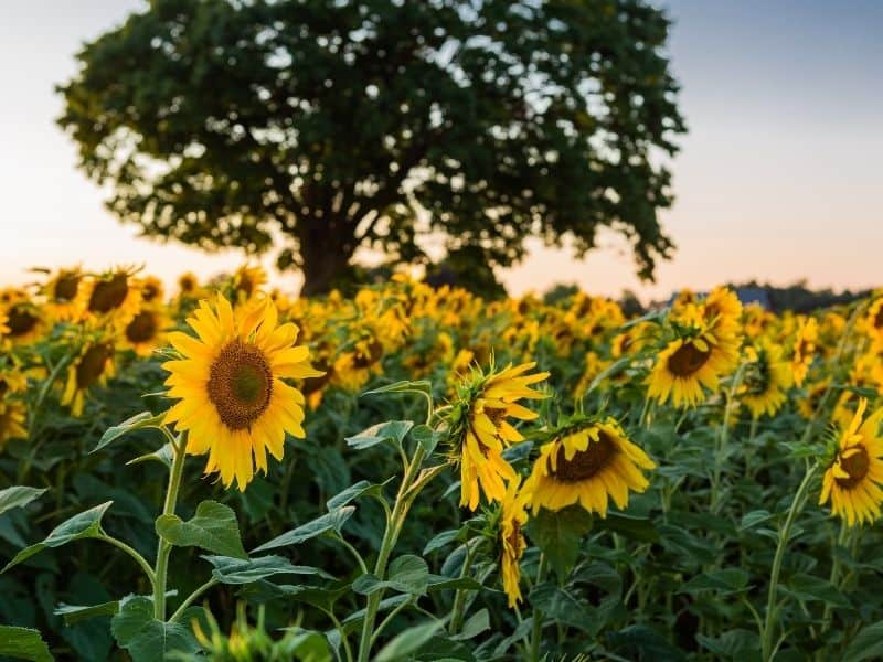 Sunflower fields at dusk or dawn with an oak tree behind it