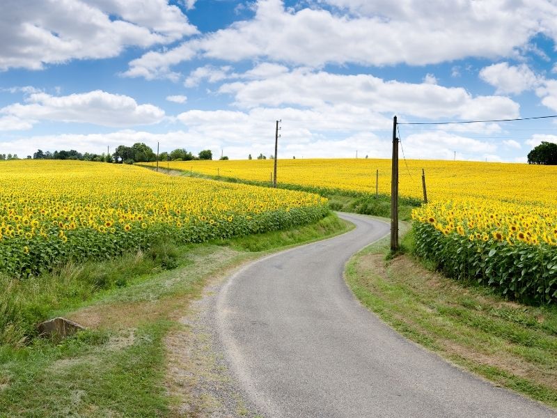 A winding road full of sunflower blooms