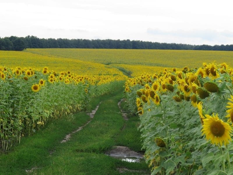 Sunflowers blooming in a field in California on an overcast day